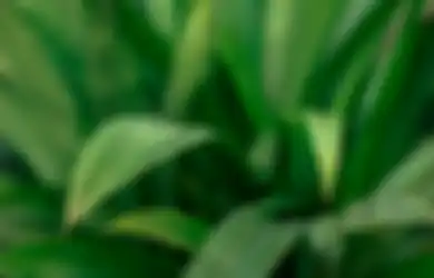 Jawaban Kesimpulan Bacaan Teks Daun Pandan yang Wangi Kelas 6 SD 