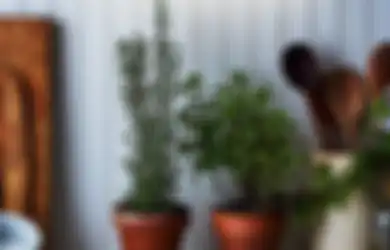 Sebelum Memiliki Tanaman Aromatik di Rumah, Ketahui Terlebih Dahulu Beberapa Hal Berikut!