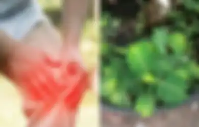Cuma Petik Daun Ini Pekarangan Rumah, Masalah Rematik hingga Batu Ginjal Jadi Teratasi, Sudah Pernah Coba?