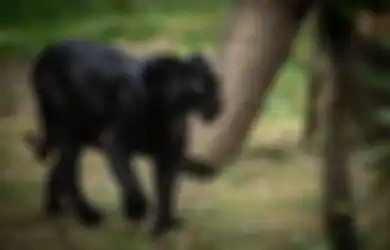 Sosoknya Suka Menyatu dengan Alam, Berikut Ini Ciri-ciri Orang Dijaga Khodam Leluhur Macan Kumbang, Konon Akan Didampingi Sepanjang Waktu