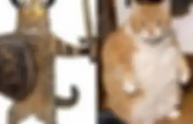 Sangat Sensitif dengan Energi, Kucing Jadi Peliharaan Terbaik untuk Usir Jin Khodam Jahat, Simak Berbagai Kehebatannya