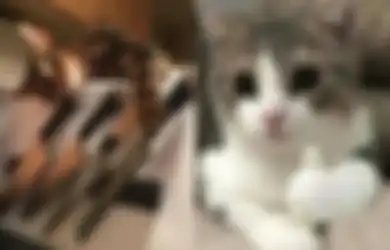 Usir Jin Khodam Jahat, Pelihara Hewan-hewan Ini Agar Aura Ilmu Hitam Bisa Lenyap Tak Bersisa