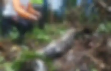Ngeri Kali Sempat Menghilang, Ibu 52 Tahun Ditemuin dalam Perut Ular Piton!