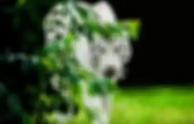 Konon Sosoknya Penuh Wibawa, Inilah Sifat Manusia yang Disukai Khodam Leluhur Macan Putih, Begini Penjelasannya Menurut Primbon Jawa