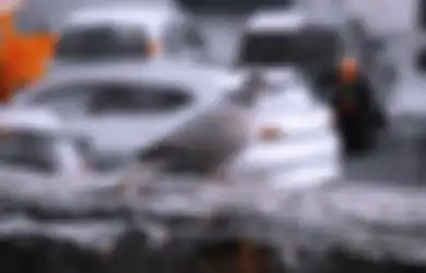 Dianggap Pertanda Rezeki, Ternyata ini Arti Mitos Burung Masuk Kerumah