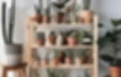 Kaktus Bikin Foto Interior Kian Cantik, Tapi Feng Shui Sebut 3 Bahaya Ini Jika Simpan Tanaman Berduri di Dalam Rumah