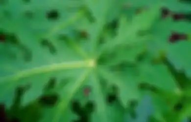 Miliki Senyawa Bubuk Papain, Daun Satu Ini Terbukti Ampuh Redakan Penyakit Asam Lambung, Ini Cara Olahnya Jadi Obat