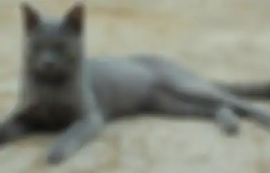 Diakui Dunia, Yuk Kenalan Sama Kucing Busok Ras Asli Indonesia!