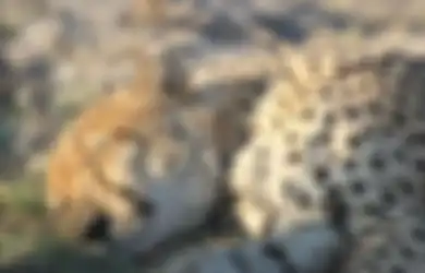 Didampingi Jin Khodam Pria Berjubah Putih yang Bisa Berubah Jadi Macan Tutul, 4 Weton Ini Dipercaya Diberi Kesaktian Penyembuhan Alami