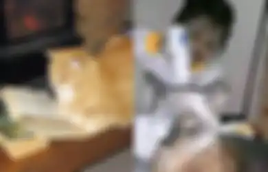 Ampuh Tangkal Santet dan Jin Khodam Jahat Kiriman Orang, Kucing Dipercaya Jadi Peliharaan Terbaik untuk Buang Energi Negatif
