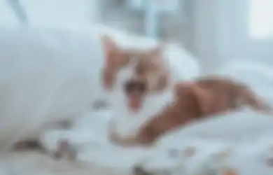 Enggak Cuma karena Ngantuk, Ini 5 Alasan Kucing Suka Menguap! 