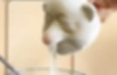 Percuma Dibeli, 15 Alat Dapur Ini Bikin Foto Tampilan Area Masak Aesthetic, Tapi Gak Ada Manfaatnya