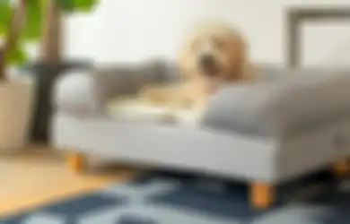Dijamin Nyaman, Ini Trik Sebelum Membeli Tempat Tidur untuk Anjing Peliharaan, Jangan Menyesal Usai Membeli