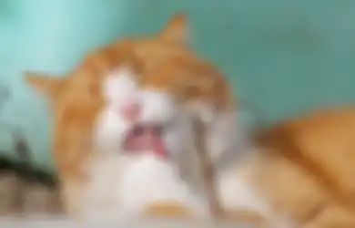 Buya Yahya Menyebut Tak Berubah Jadi Najis, Simak Hukum Mengonsumsi Makanan yang Sudah Diendus Atau Digigit Kucing