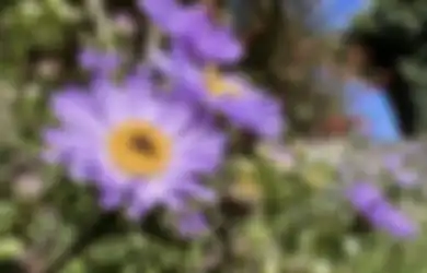 Apa Kelebihan Kamera HP iPhone 13 Pro Foto Hasilnya Ungkap Kelemahan