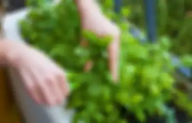 Kaya Akan Nutrisi Penting, Daun Kemangi Sangat Bermanfaat Bagi Kesehatan, Mulai dari Menetralkan Asam Lambung hingga Meringankan Sakit Jantung