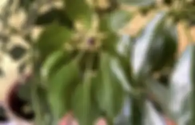 Apa Kelebihan Kamera HP iPhone 12 Pro Max? Foto Hasilnya Ungkap Kelemahan Ini
