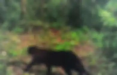 Ciri-ciri Pemilik Khodam Macan Kumbang, Nalurinya Cukup Tajam!