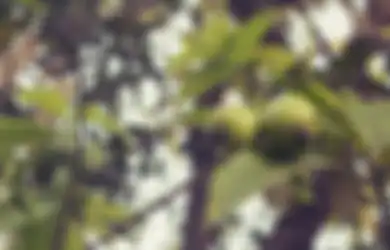 Bersifat Basa, Jambu Biji Ternyata Bisa Atasi Penyakit Asam Lambung, Cukup Dijadikan Jus dengan Tambahan Bahan Ini