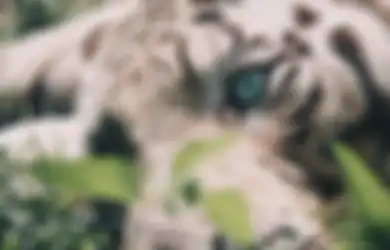 Dari Suaranya Saja Sudah Kelihatan, Orang yang Dijaga Jin Khodam Harimau Putih Ternyata Punya Emosi Cukup Tinggi, Simak Penjelasannya