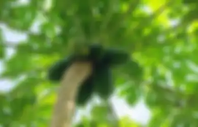 Meski Rasanya Sangat Pahit, Daun Pepaya Miliki Segundang Manfaat Buat Penderita Asam Lambung, Ini Penjelasannya