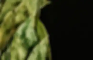 Dikenal Sebagai Deuretik Alami, Daun Salam Jika Diolah Jadi Teh Nyatanya Bisa Turunkan Kadar Asam Lambung, Berikut Cara Mudah Olahnya