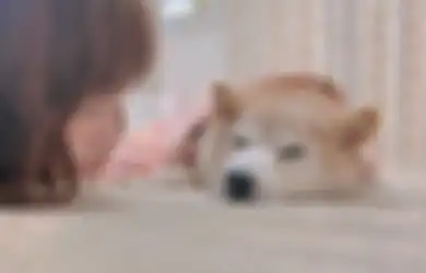 Kabosu, Anjing Shiba Inu Dibalik Dogecoin dan Meme 'Doge' Kena Penyakit Kanker Liver dan Leukimia