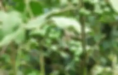 Kebun dan Hutan Jadi Habitatnya, Tanaman yang Tumbuh Liar Ini Ternyata Ampuh Atasi Gejala Asam Lambung