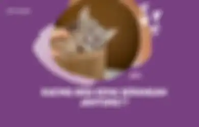 Kucing Bisa Kena Serangan Jantung Seperti Manusia! Ini Penjelasannya