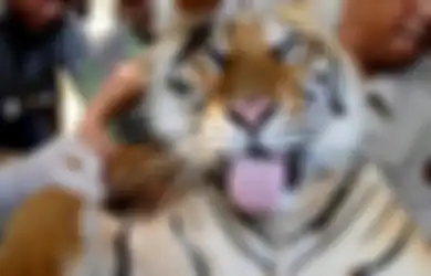 Weton yang Dijaga Khodam Harimau, Siapa Saja Sosok-sosoknya?