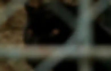 6 Ciri-ciri Manusia yang Didampingi oleh Khodam Harimau Kumbang, Mata Batinnya Tajam Sangat Sensitif