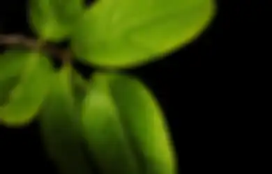 Terkenal Kaya Akan Manfaat Buat Pencernaan, Atasi Asam Lambung dan Maag dengan Daun Sakti Satu Ini, Dijamin Perut Langsung Nyaman