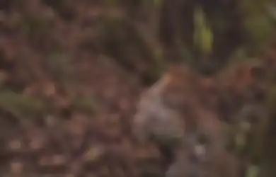 Seperti Sabtu Legi yang Dinaungi Lintang Bagong dan Mantri Sinaroja, Simak Deretan Weton yang Dilindungi Khodam Macan Gunung Semeru