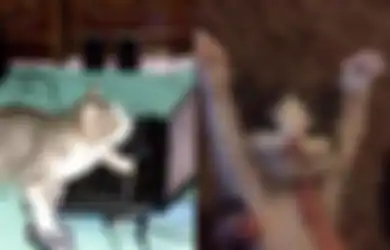 Gampang Dipelihara, 5 Hewan Ini Bisa Bantu Manusia untuk Mengusir Jin Khodam Jahat Kiriman Orang yang Berniat Mencelakai
