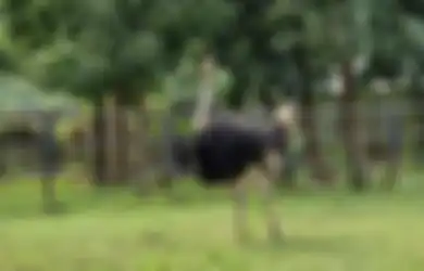 Cara Memotret Satwa di Solo Safari, Tempat Wisata Baru Kota Solo