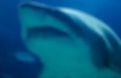 Kepala Dikoyak Bahu Digigit, Seorang Penyelam Tewas Terbunuh Hiu Putih saat Lakukan Hal Ini