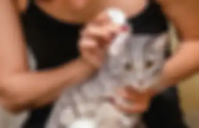 5 Cara Membersihkan Telinga Kucing Biar Enggak Jadi Sarang Tungau