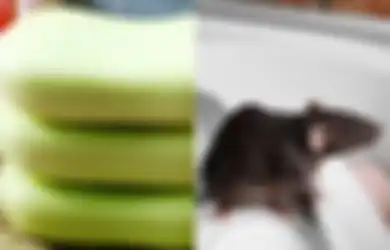 Cara Mengusir Tikus dengan Gunakan Satu Bahan Saja, Auto Kabur