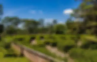 Cara Nyaman Membuat Foto Aesthetic di Kebun Raya Indrokilo, Tempat Wisata Alam Boyolali