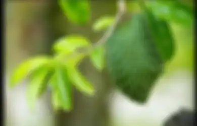 Coba Minum Air Rebusan Daun Sirsak, Khasiatnya Mantap Buat #PowerUpRamadan!