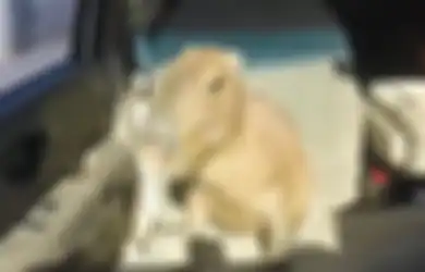 Kenapa Capybara Viral di Internet dan Jadi Meme 'Masbro'?