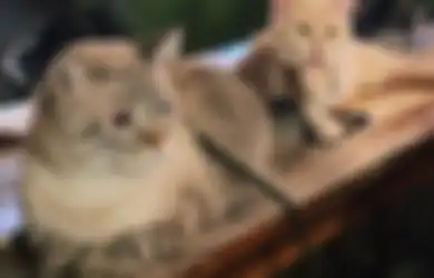 Nggak Cuma Manusia, Kucing Juga Suka Makanan Gurih Alami