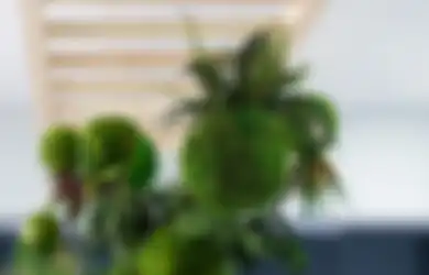 Kokedama, Teknik Menanam Tanaman yang Unik dari Jepang 
