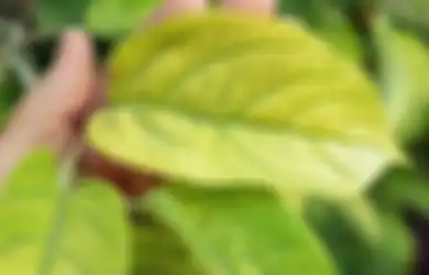 Daun Tanaman Anda Menguning? Berikut Alasan dan Solusinya! 