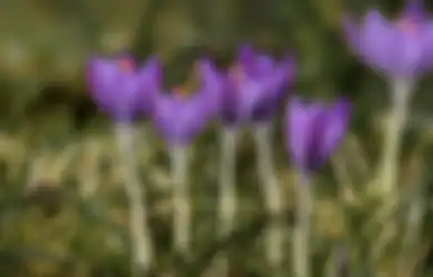5 Cara Foto Bokeh dengan Modal Smartphone, Bisa Pakai Fitur Khusus