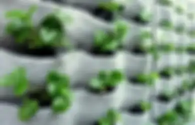 Cara Menghadirkan Vertical Garden dengan Sistem Kantung 