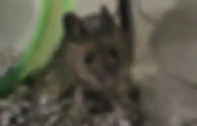 10 Cara Membersihkan Bau Kencing Tikus di Rumah, Dijamin Ampuh!