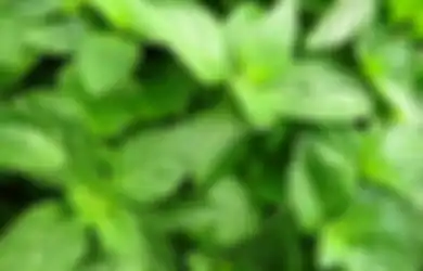 Sering Jadi Bahan Lalapan, Ini Resep Mengolah Daun Kemangi untuk Obat Herbal Sakit Maag Saat Puasa