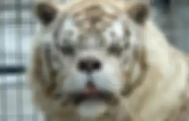 Waspada, Orang yang Punya Suhu Tinggi Dipercaya Dinaungi Khodam Harimau Putih Tingkat Tinggi