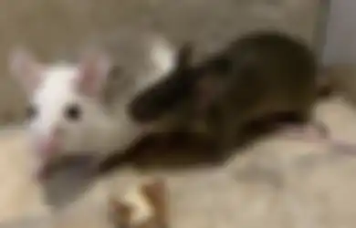 Coba Taruh Campuran Minyak Atsiri dan Bahan Dapur Ini, Jangan Heran Ruang Masak Bebas dari Kotoran Tikus 